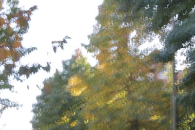 Low angle view of bird on tree against sky