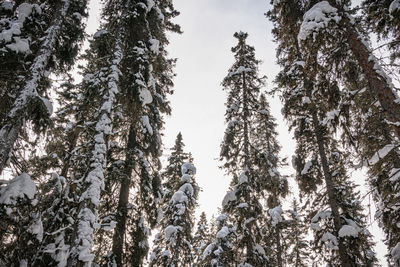 Snowy tree tops in johnston canyon