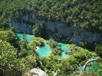 High angle view of trees by plants in forest