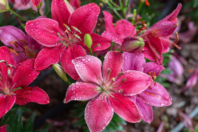 Close-up of wet pink flowers