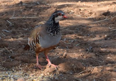 Side view of a bird on a field