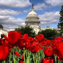 Red flowers in front of building against cloudy sky