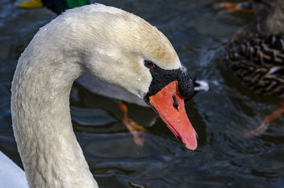 Close-up of swan swimming in lake