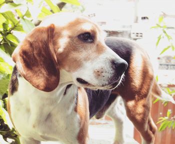 Close-up portrait of dog