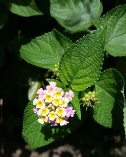 Close-up of flowers