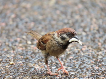 A lovely portrait of a little sparrow