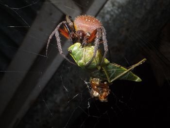 Close-up of spider on web