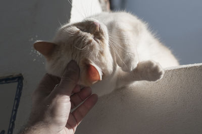 Person hand holding white cat