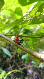 Close-up of insect on tree