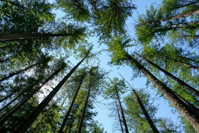 Low angle view of trees in forest against sky