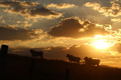 Silhouette cows on farm against sky during sunset