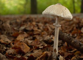 Close-up of fungus growing on field