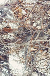 Full frame shot of tree branches during winter