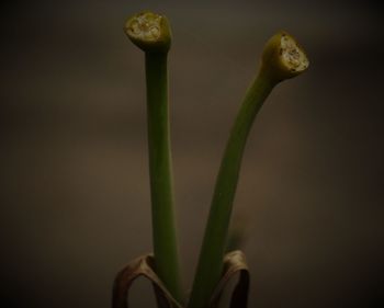 Close-up of green plant