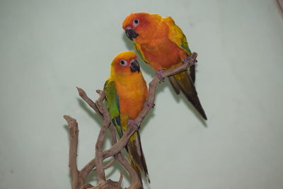 Close-up of parrot perching