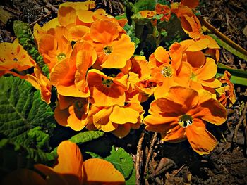 Close-up of yellow flower