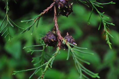 Close-up of purple flower on branch