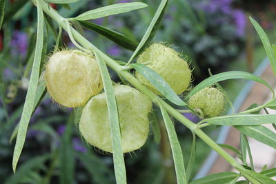 Close-up of flower buds