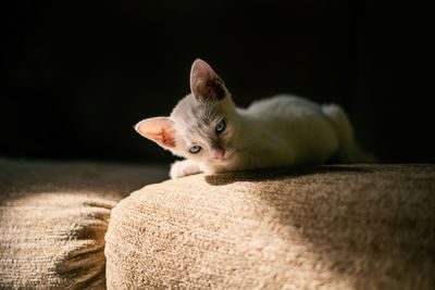 Close-up of a cat at home