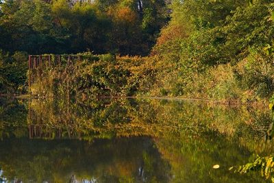 View of trees by lake in forest