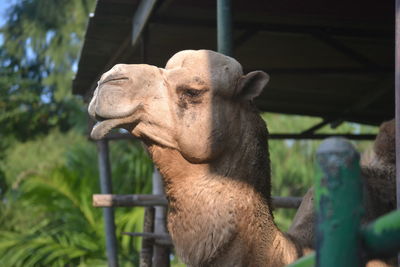 Close-up of elephant in zoo