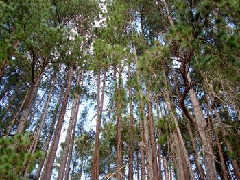 Low angle view of pine trees in forest