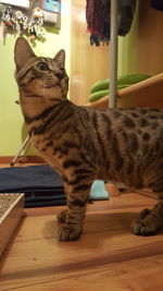 Close-up of cat sitting at home