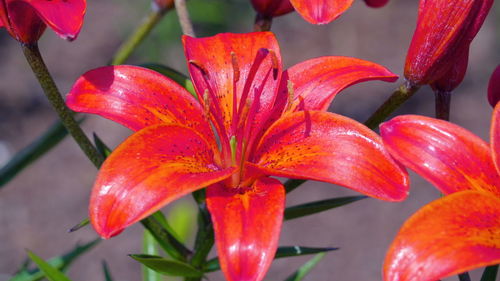 Close-up of red lily
