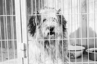 Portrait of dog in cage