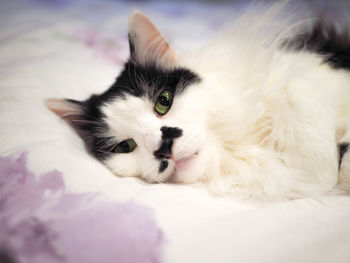 Close-up of cat lying down on bed