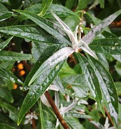 Close-up of water drops on leaf