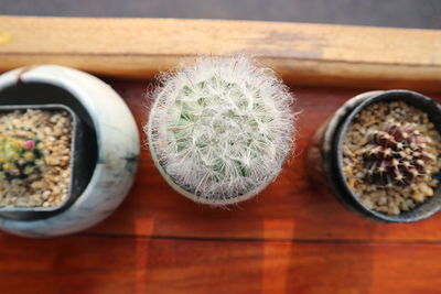 High angle view of succulent plant on table