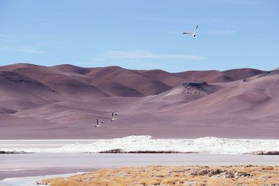 Birds flying over lake by mountains against sky