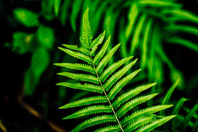 Fern leaf close-up nature concept idea background.house decoration .gardening concept idea