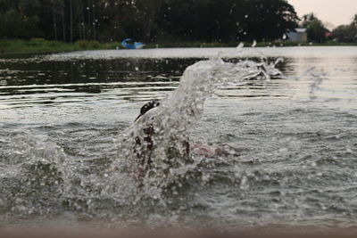 View of turtle swimming in sea