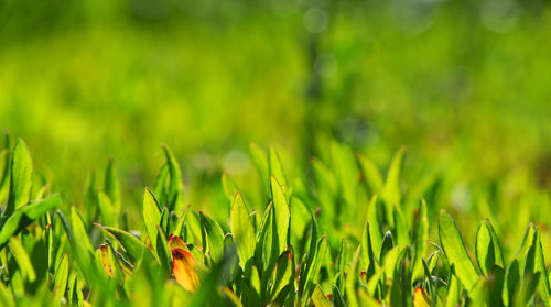 Close-up of plants growing in field