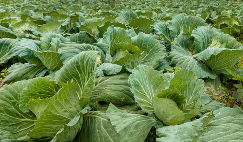 Close-up of fresh green leaves on field