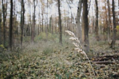 Plants growing in forest