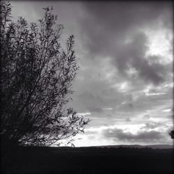 Low angle view of trees against cloudy sky