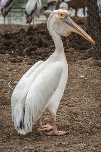 White duck in a field