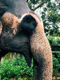 Close-up of elephant in forest