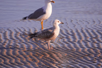 Seagull on the beach