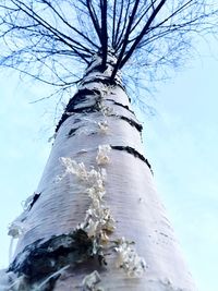 Low angle view of tree against sky