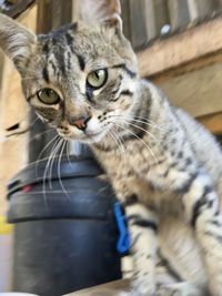 Close-up portrait of a cat