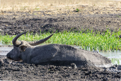 View of an animal lying on land