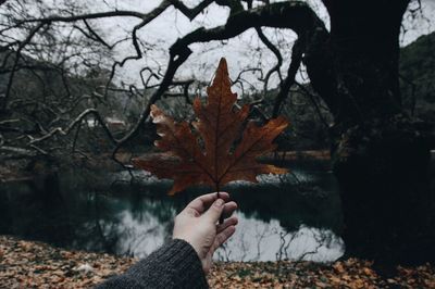 Close-up of hand holding maple leaf on bare tree during winter