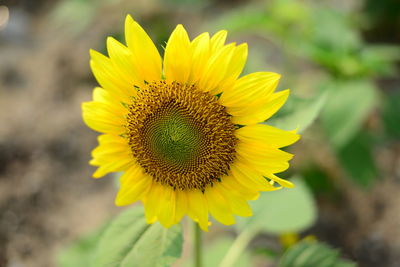 Close-up of sunflower against sky