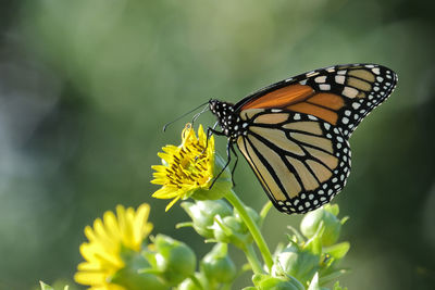 Monarch butterfly