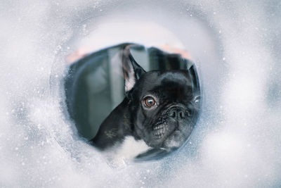 Portrait of dog in snow