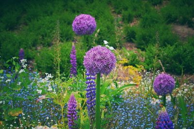 Close-up of purple flowers blooming outdoors